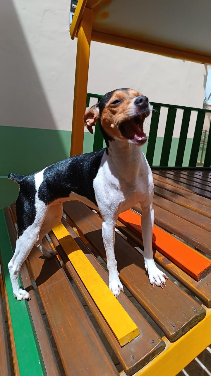 Kit selfies sem tremer (tripé & memórias)